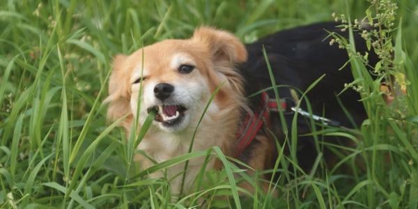 why do dogs eat grass