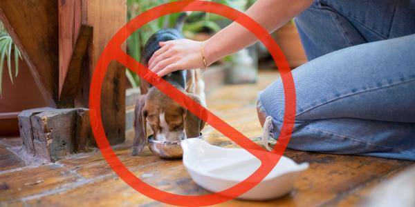 Woman reaching to pet Beagle eating with red cross out