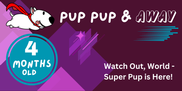 17-18 week old puppy