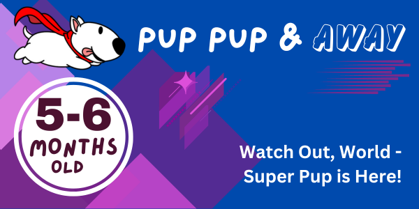 23-24 week old puppy