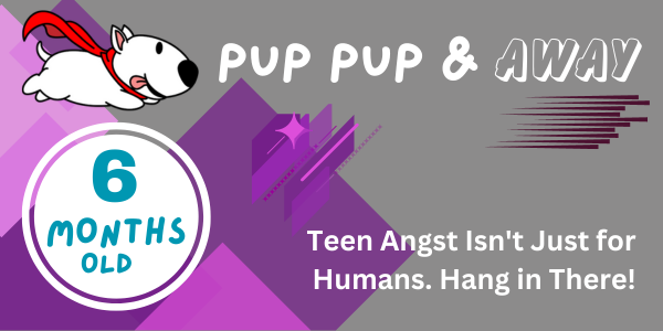 25-26 week old puppy