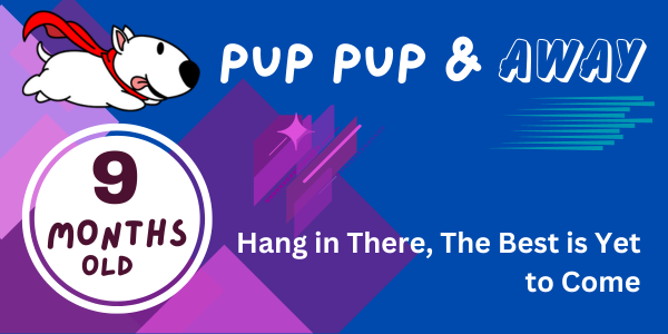 37-38 week old puppy