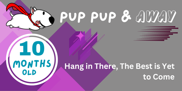 41-42 week old puppy