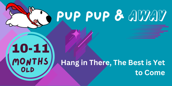 43-44 week old puppy