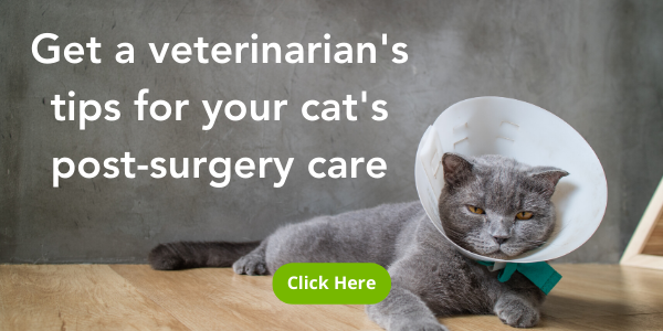 Where to put your cat and how to care for them after surgery