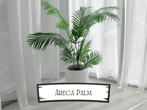 Areca Palm Pet Safe Plant