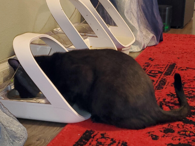 Cat using lower feeder