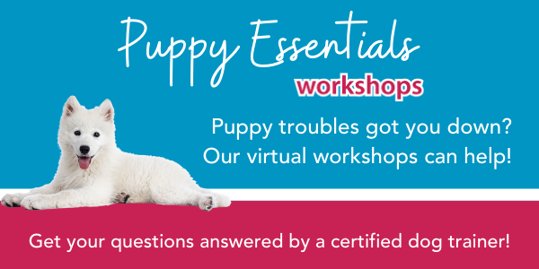 online puppy training