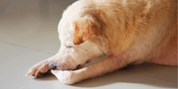 dog with itchy paw and skin issues