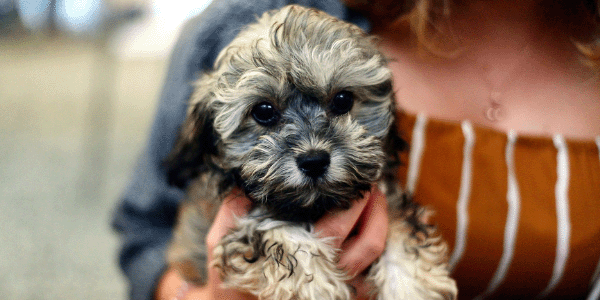 dog-socialization-puppy