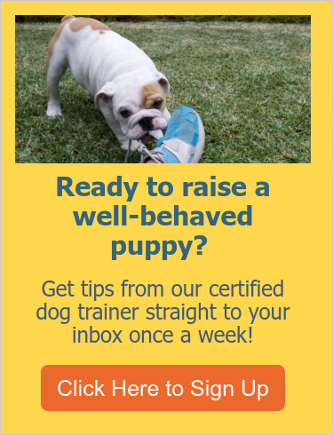 bulldog puppy nipping at tennis shoe 600 canva