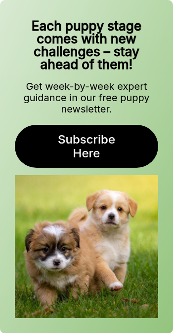 Each puppy stage comes with new challenges – stay ahead of them!