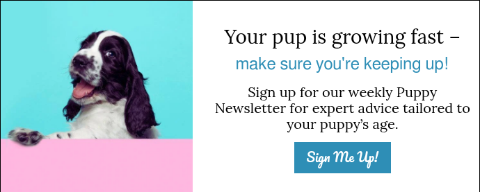 cocker spaniel puppy