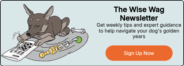 senior newsletter wise wag crossword-800x527