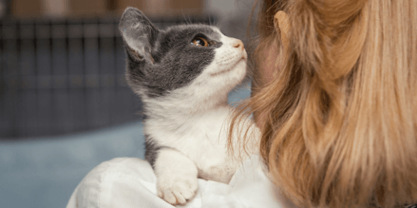 foster cat getting scratched under chin