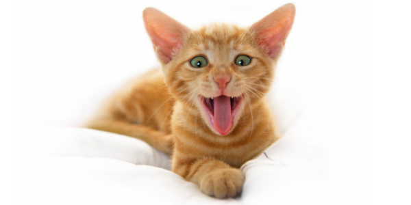 kitten welcome packs