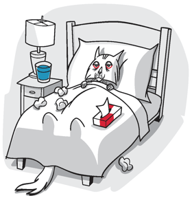 kitty colds and upper respiratory infections