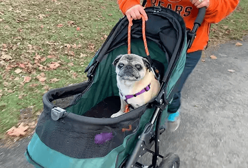 Mabel the senior pug sitting in her stroller