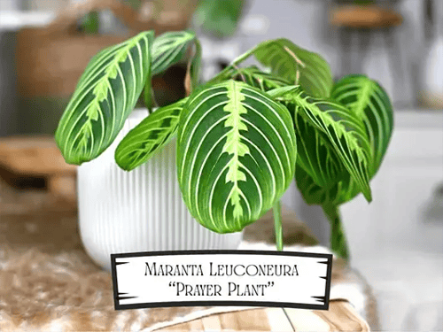 Maranta Leuconeura Prayer Pet Safe Plants