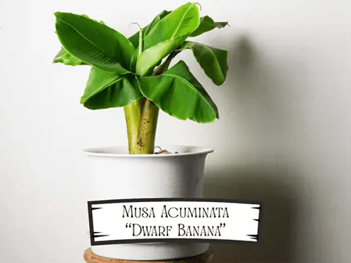 Musa Acuminata Pet Safe Plant