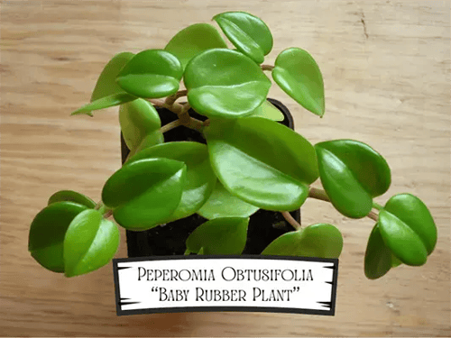 Peperomia Obtusifolia - Baby Rubber Plant Pet Safe