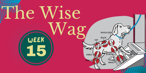 senior journey week 15 header