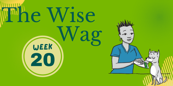 senior journey week 20 header