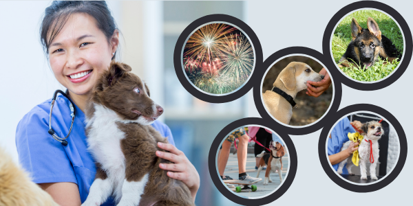 Socialization Vaccination Puppy