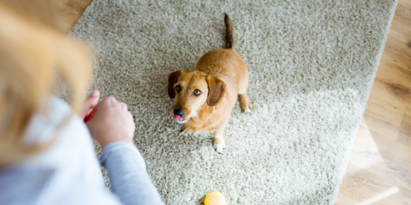woman training her small terrier mix dog to sit in front of her