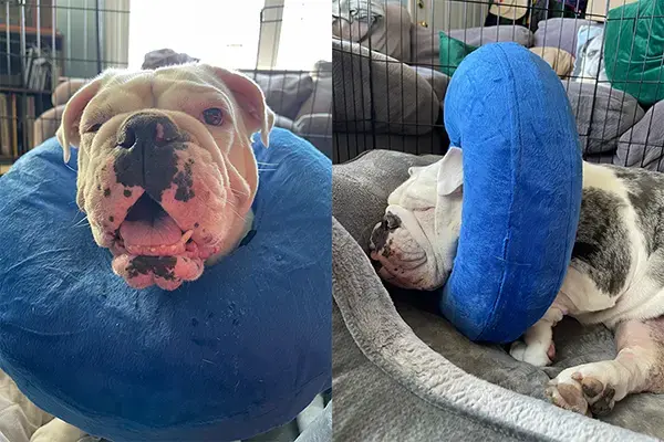 Maevis the English Bulldog wearing a soft cone after TPLO surgery