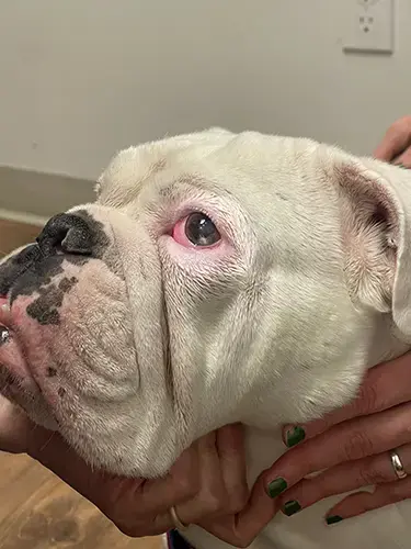 Maevis the bulldog eye ulcer extreme redness